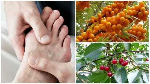 Калина при подагре