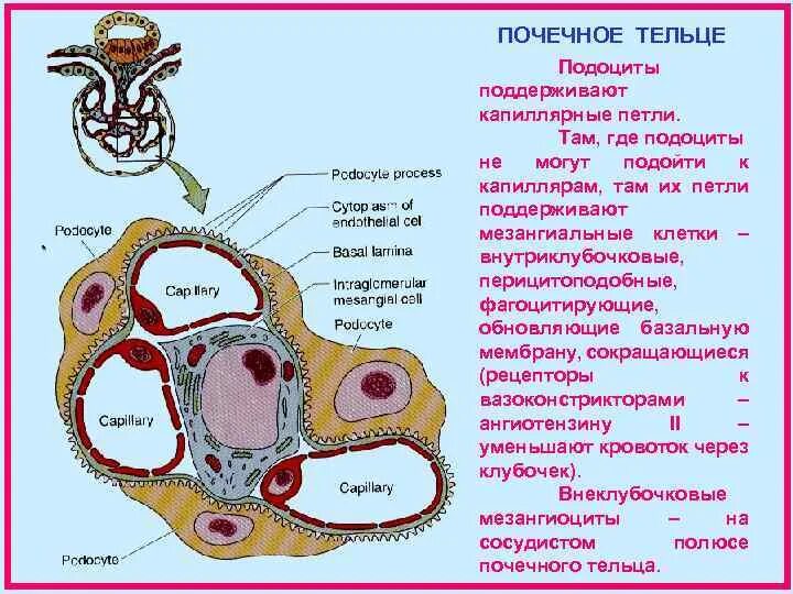 Строение клубочка почки подоциты. Подоциты. Подоциты. Базальная мембрана клубочка почки. Подоциты базальная мембрана.