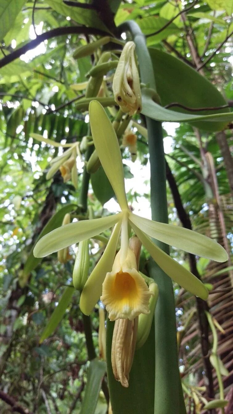 The Vanilla Bean Orchid - Gulley Greenhouse Vanilla plant, Orchids, Plants