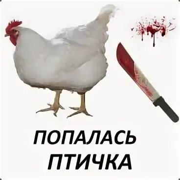 Стой или попался
