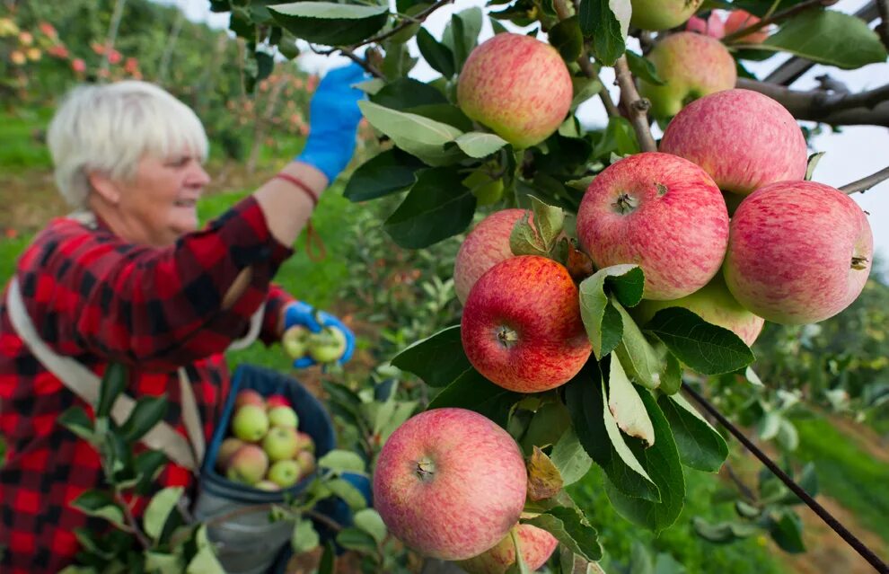 яблочный сад. кислое яблоко. сбор фруктов. урожай в саду. собирать яблоки зеленые.