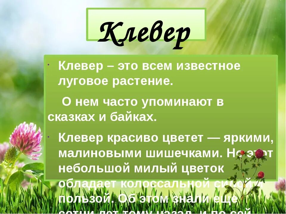 Клевер презентация. Сообщение о растении Клевер. Рассказ о растении 3 класс. Луговые растения 1 класс окружающий мир.