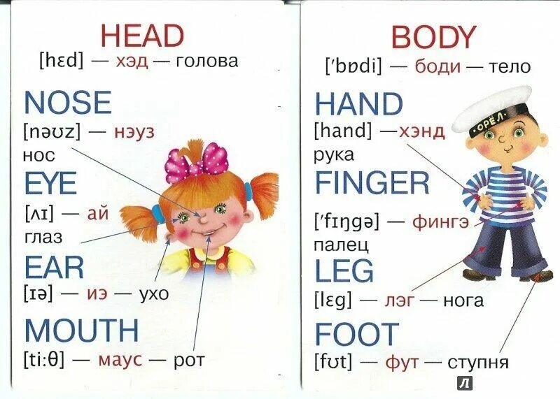 Английский для дошкольников. Карточки по английскому для детей. Карточки для изучения английского языка для детей. Части тела на английском языке с произношением