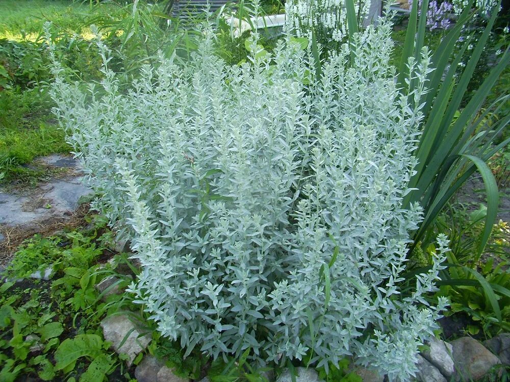 полынь божье дерево. полынь артемизия сильвер. полынь уход. полынь божье дерево. полынь луизианская сильвер квин.