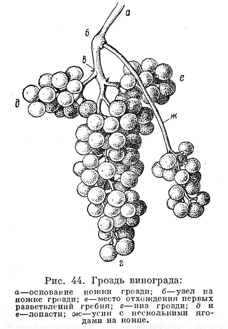 Виноград глазок. Строение плода винограда. Куст винограда схема строения. Строение грозди винограда схема. Строение плодов винограда.