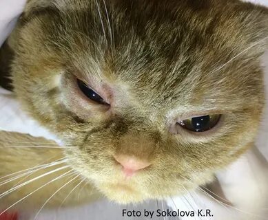 Почему у кота текут слезы