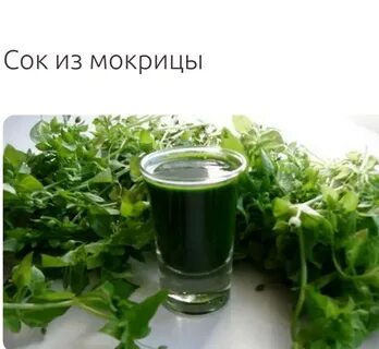 Мокрица настой