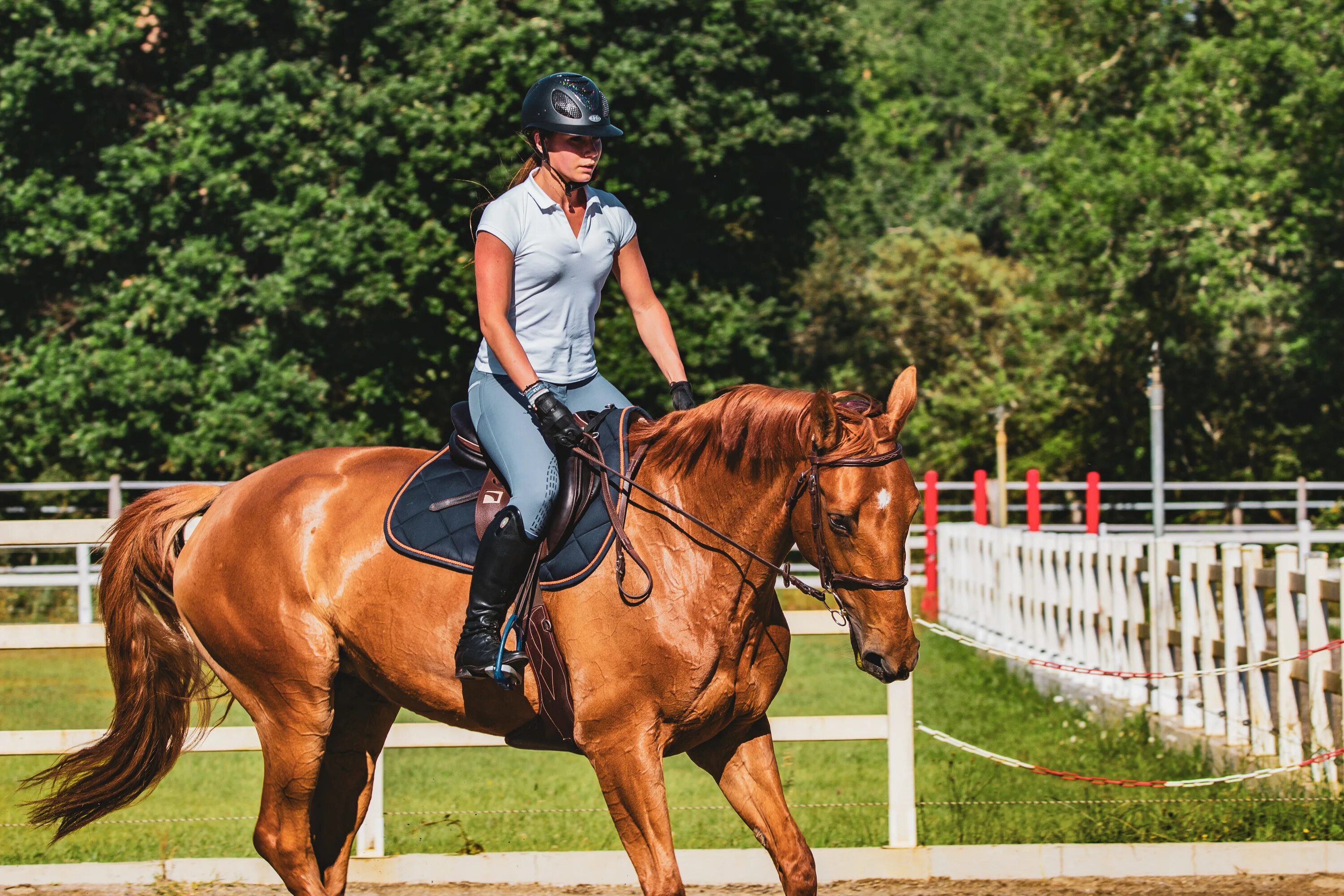 Reiten картинка. Horse riding Equipment. Информация о лошадях Райдер пони. Assessing your equine.