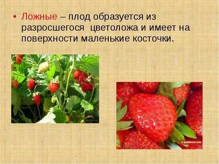 Истинные ложные плоды