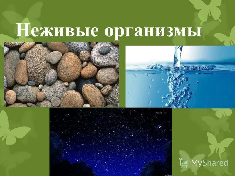 Неживые организмы. Природные неживые тела. Живые организмы и неживая природа.