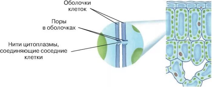 Соединения растительных клеток. Взаимодействие соседних клеток 5 класс биология. Межклеточное вещество растительной клетки. Взаимодействие цитоплазмы соседних клеток. Межклетник в растительной клетке.
