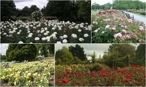 Mary s garden