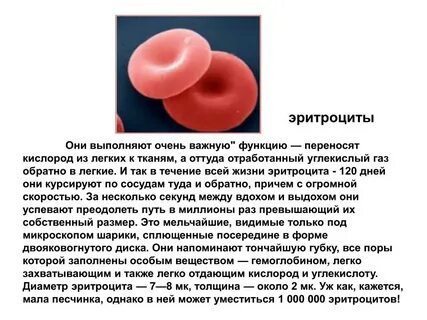 Эритроциты какие тельца