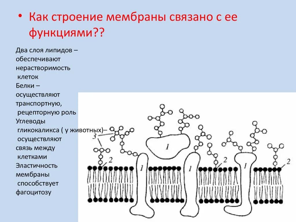 Клеточная мембрана строение и функции. Мембрана клетки рисунок строение функция. Строение клеточной мембраны. Строение клеточной мембраны цитология. Слои образующие мембрану клетки