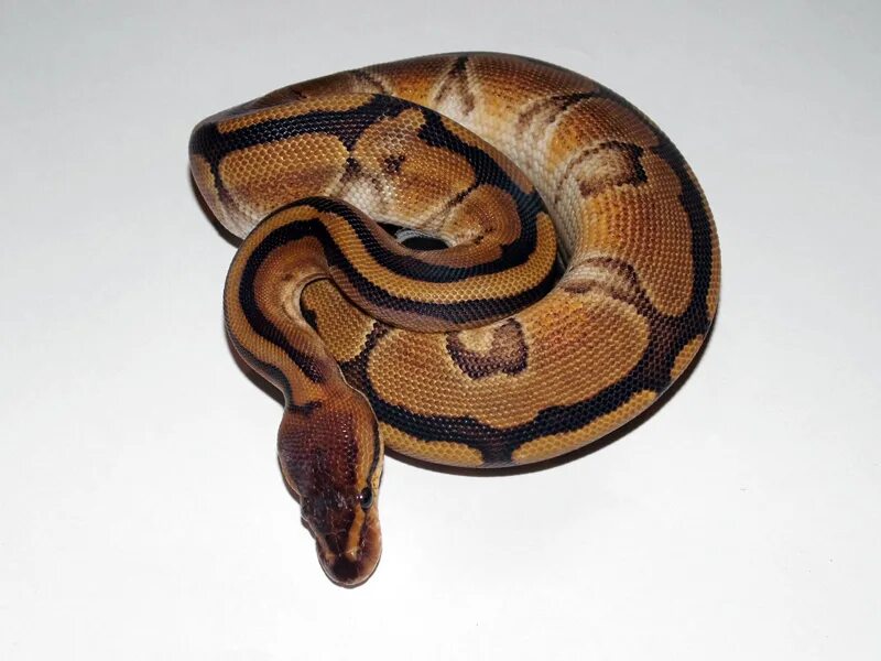 Pinstripe питон. Королевский питон МОРФА Banana genetic Stripe. Genetic Stripe Ball Python. Самый большой Королевский питон.