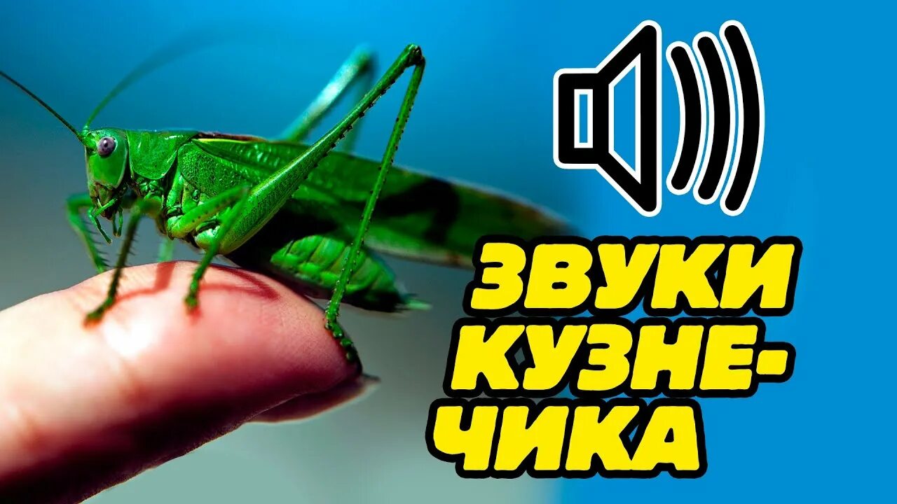 Кузнечик какие звуки издает 4. Какие звуки издает кузнечик. как кузнечик издает звук. звук кузнечика мем. звуки кузнечиков видео.