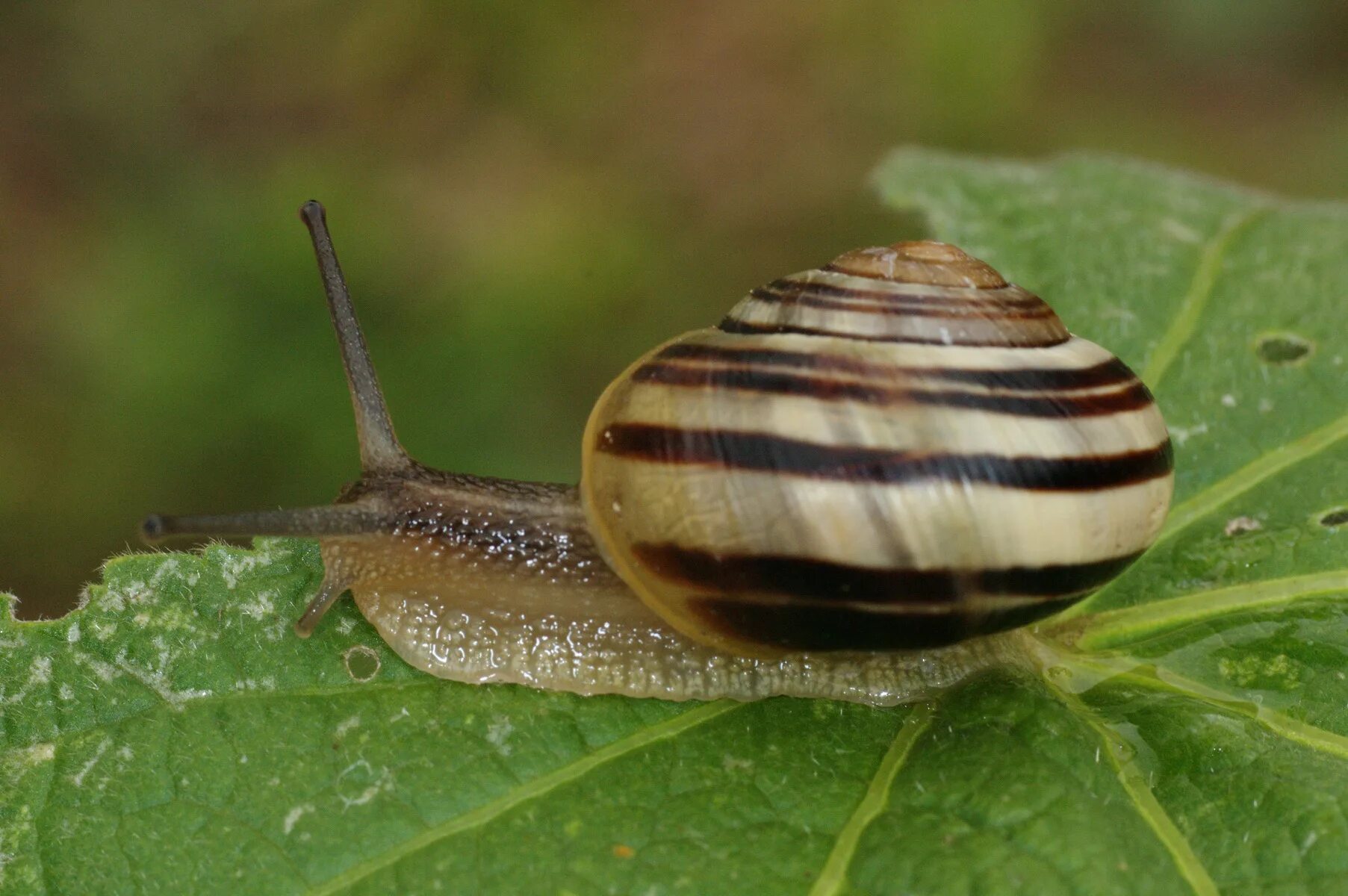 Улитка Садовая цепея. Cepaea Hortensis. Цепея (Cepaea). Cepaea sylvatica.