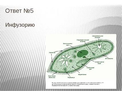 Клеточный рот