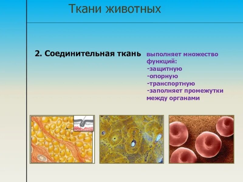 Почему ткани выполняют разные функции. Соединительная ткань многоклеточных животных. Соединительная ткань растений. Строение соединительной ткани животных. Ткани животных соединительная ткань.