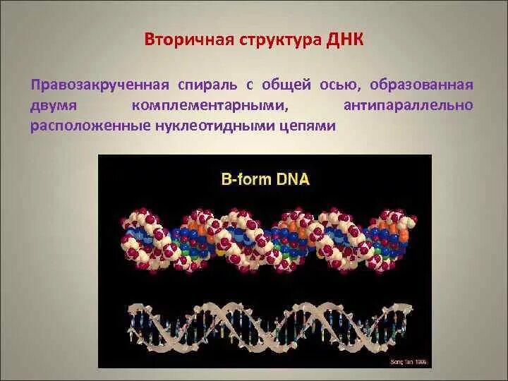 Комплиментарные цепи нуклеиновых кислот антипараллельны. Днк правозакрученная. правозакрученная спираль днк. правозакрученная молекула днк. вторичная структура нуклеиновых кислот.
