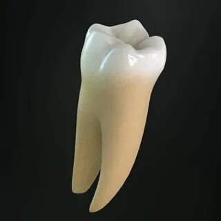 Зуб фото