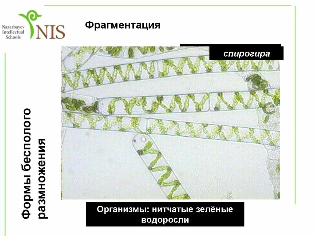 К какому относится спирогира. Бесполое размножение спирогиры. Конъюгация водоросли спирогиры. Схема цикла спирогиры. Фрагментация спирогиры.