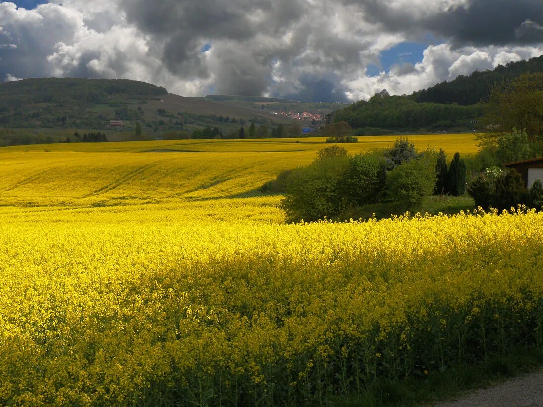 Желтые поля в Калининграде. Поле с желтыми цветами. Желтые поля на Алтае что это. Пейзаж желтое поле. Виднелось желтое поле