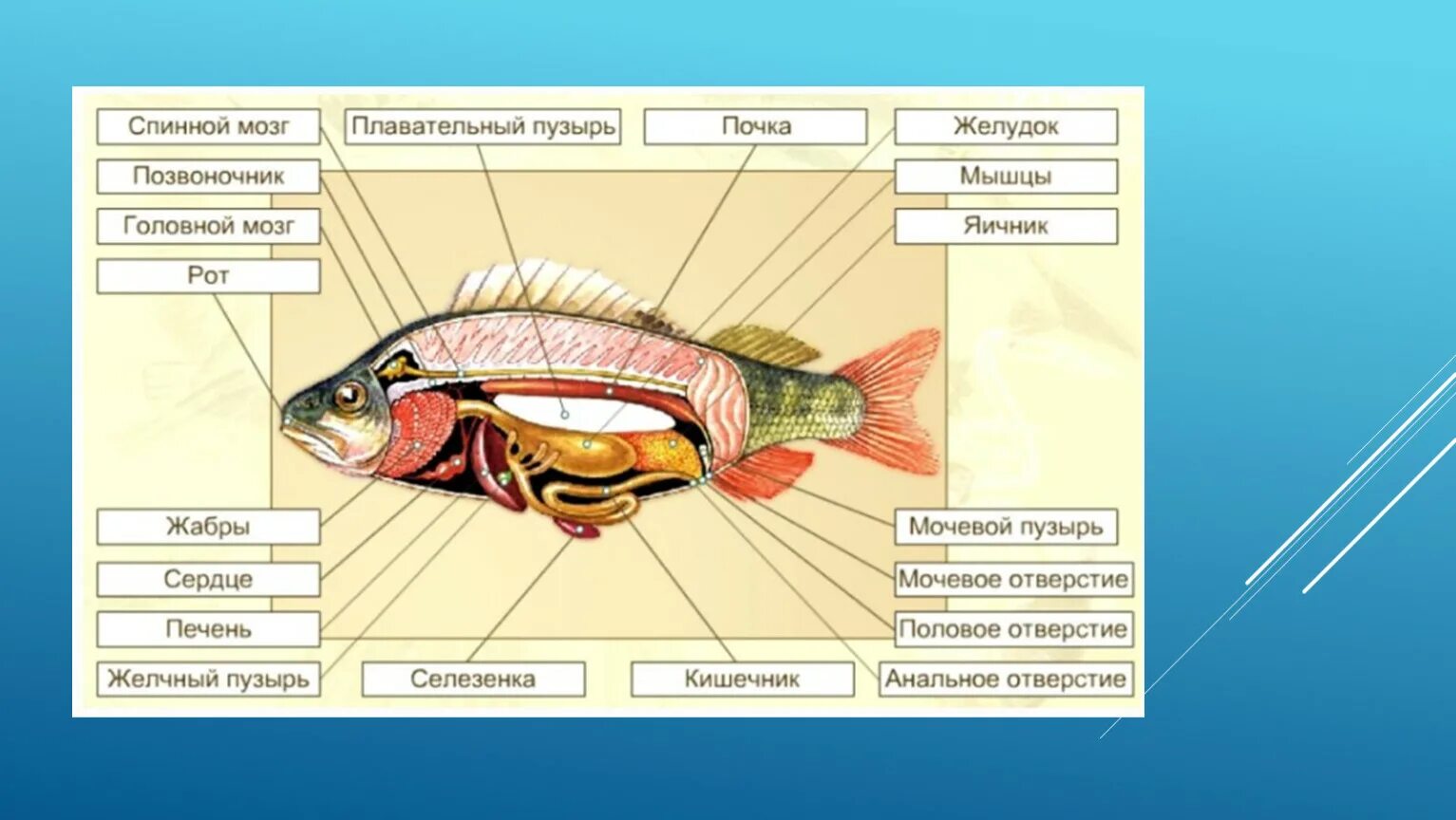 Рыба какой организм. Внутреннее строение рыбы биология. Внутренне строение рыбы схема. Внутреннее строение рыбы 7 класс биология. Внутреннее строение рыбы схема.