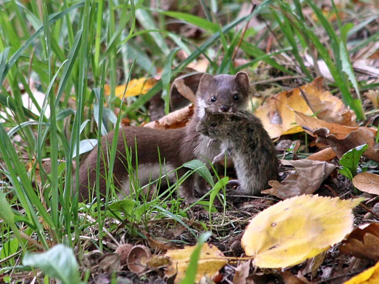 лисы охотятся. ловит мышей в лесу. ловит мышей в лесу. ловит мышей в лесу. рысь охотится на зайца.