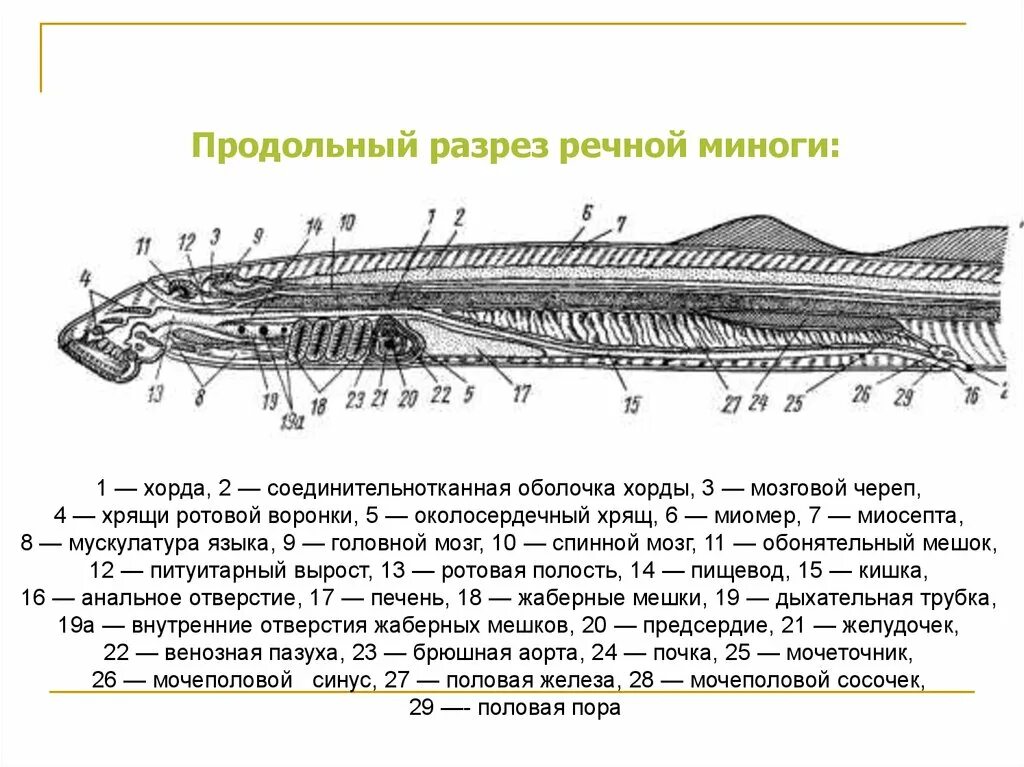 Хордовые на спинной стороне тела. Внешнее и внутреннее строение Речной миноги. Центральной нервной системе миноги. Продольный срез миноги строение. Продольный разрез Речной миноги.