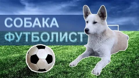 Собака облизала тарелки футболистов