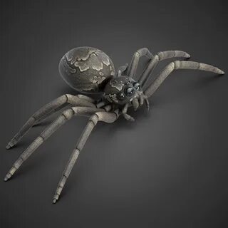 Spider 3