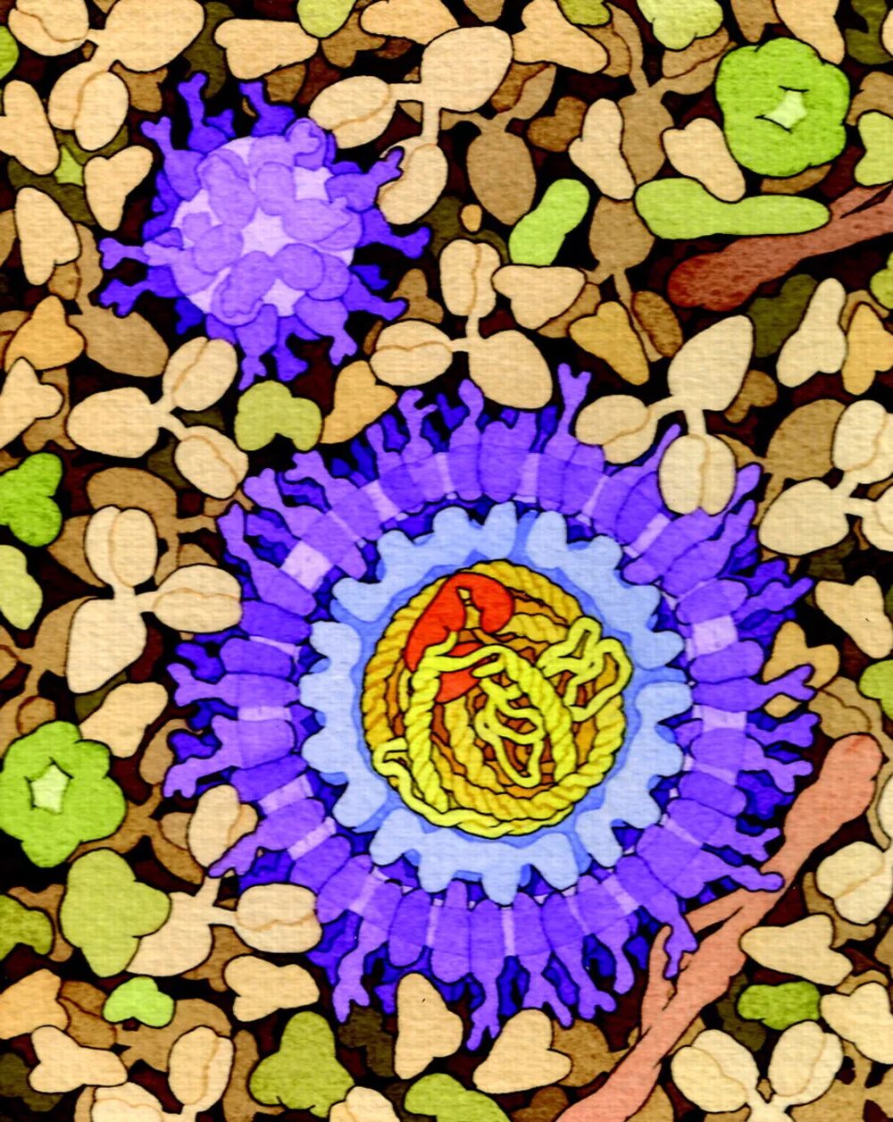 Virus art. David Goodsell. Иллюстрации David s. Goodsell. Вирус био арт. Биология арт.