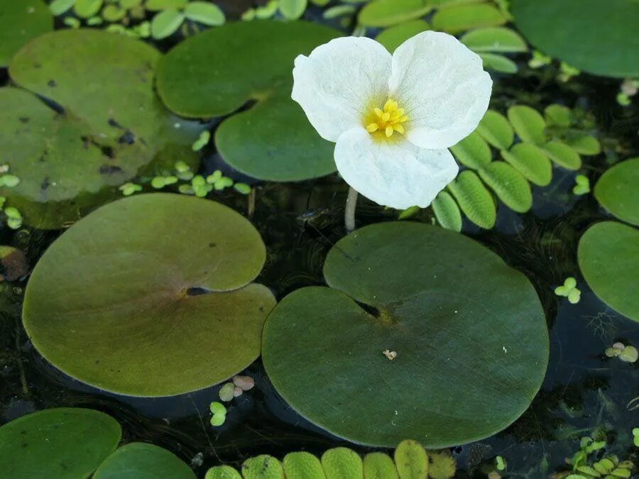 Водокрас обыкновенный. Водокрас Лягушачий. Водокрас Лягушачий (Hydrocharis morsus-Ranae). Водокрас аквариумный.