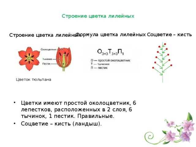 Какой тип питания характерен для тюльпана. Формула цветка тюльпана 6 класс. Формула цветка лилейных расшифровка. Формула цветка семейства Лилейные 6 класс биология. Формула цветка тюльпана 6 класс биология.