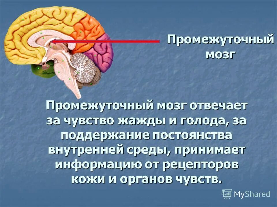 Промежуточный строение и функции