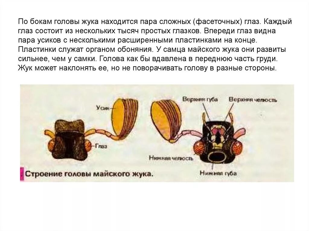 Сколько сидел жуков. Внешнее строение майского жука. Майский Жук биология 7 класс. Майский Жук внешнее строение схема. Класс насекомые внешнее строение майского жука.