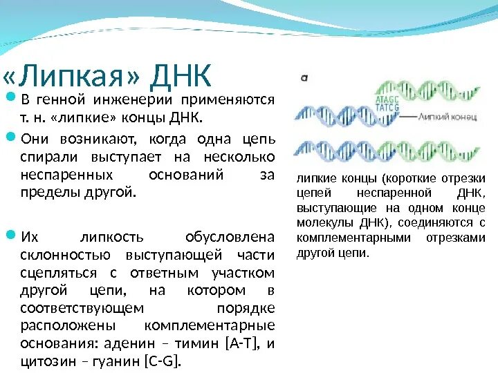 Образование липких концов днк. Липкие и тупые концы при рестрикции днк. Фосфодиэфирные связи в молекуле днк. Механизм действия рестриктаз. Лигирование генная инженерия.
