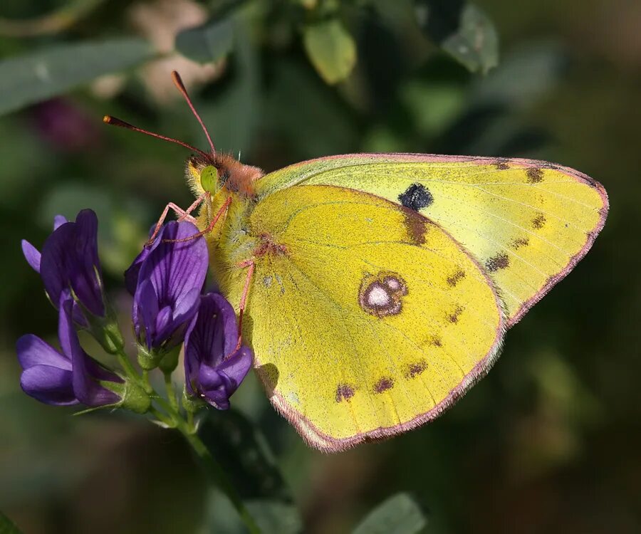 как выглядит бабочка желтушка