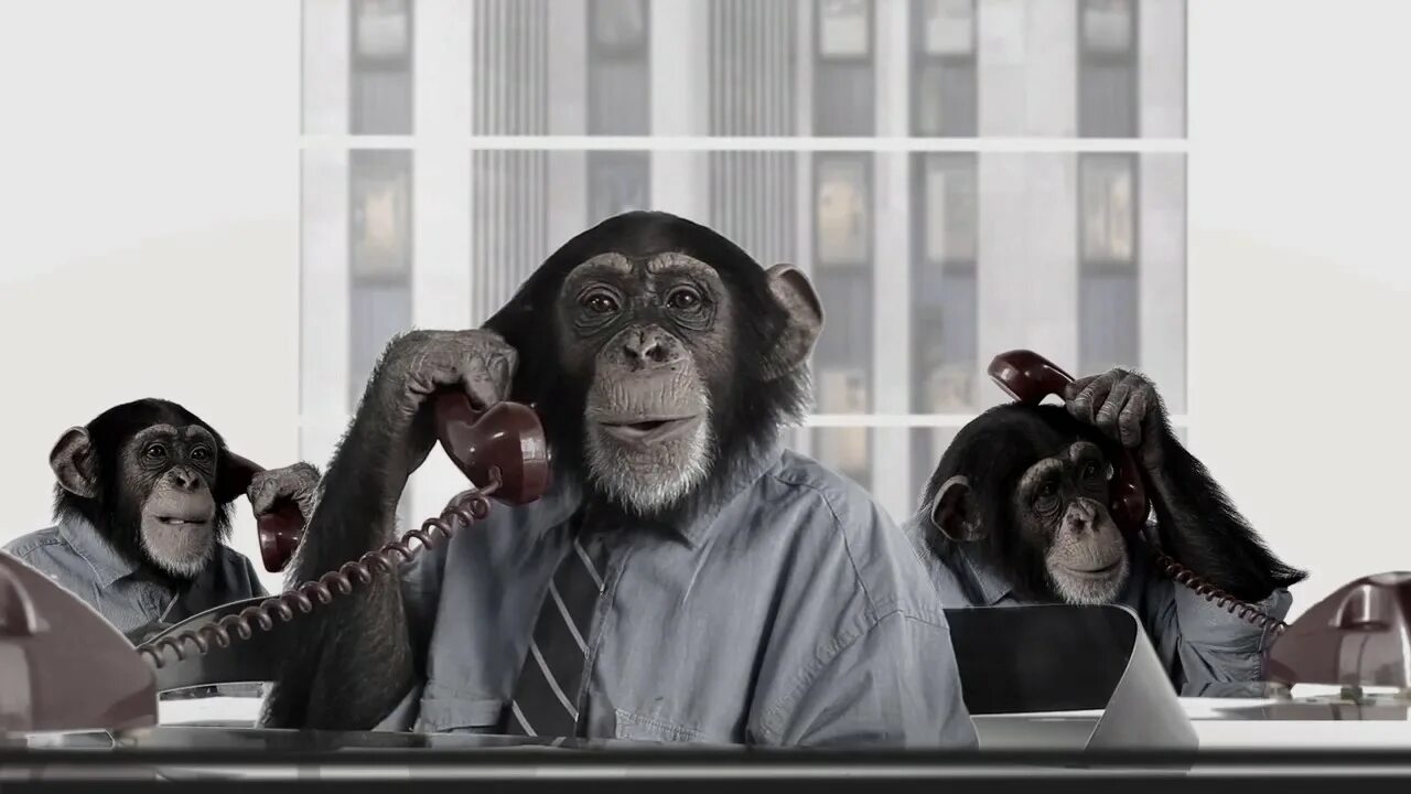 Обезьяна разобрать. Деловая обезьяна. Обезьяна в офисе. Деловая обещьян. Деловая шимпанзе.