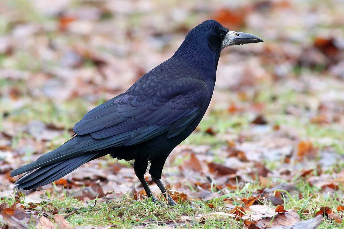 Файл:Rook at Slimbridge Wetland Centre, Gloucestershire, England 22May2019 arp.j