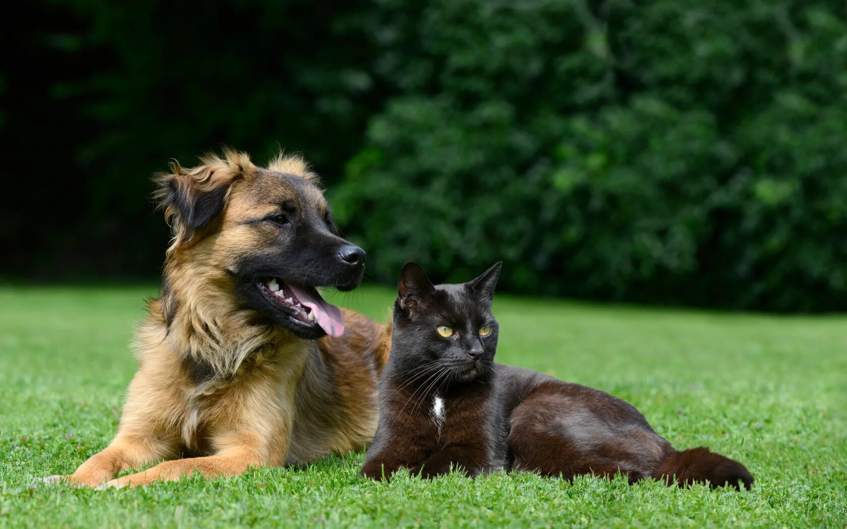 Dog and cat playing. Кошки и собаки. Фото кошек и собак. Собака на природе. Собака и кошка на лужайке.