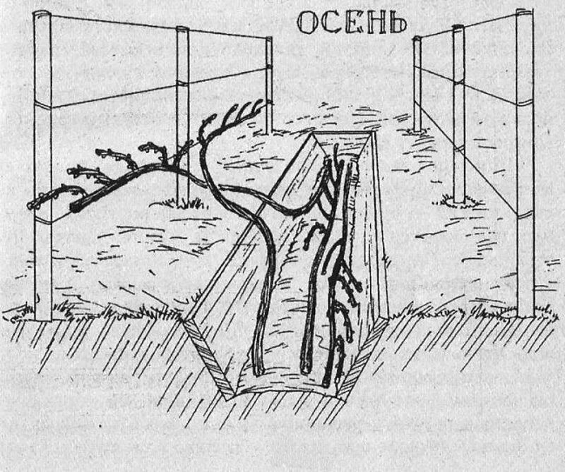 Высадка в сибири. Траншейный способ посадки винограда. Посадка винограда в траншею в Сибири. Траншеи для винограда в Сибири для начинающих. Посадка винограда в Сибири для начинающих.