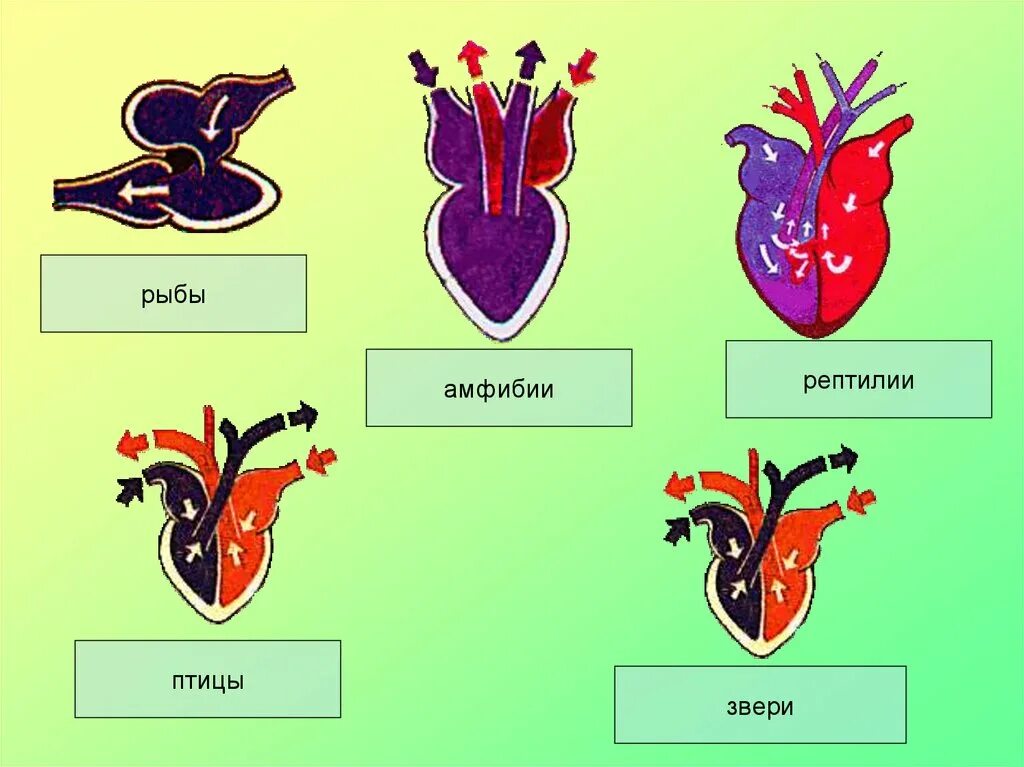 Различия птиц и млекопитающих. Строение сердца земноводных и пресмыкающихся. Сердце рыб амфибий пресмыкающихся. Сердце земноводных и сердце пресмыкающихся.. Эволюция кровеносной системы земноводные.