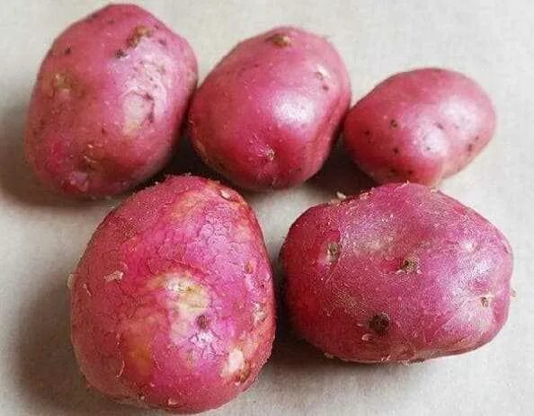 Картофель вишня. Русская картошка молодые помидоры. Сорт картофеля романо. Картофель вишня. Картофель сорт сесиль.