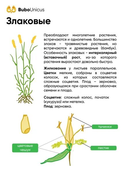 Покрытосеменные злаковые. Злаковые Мятликовые строение. Класс Однодольные семейство злаковые. Злаковые растения таблица. Однолетние Однодольные растения.