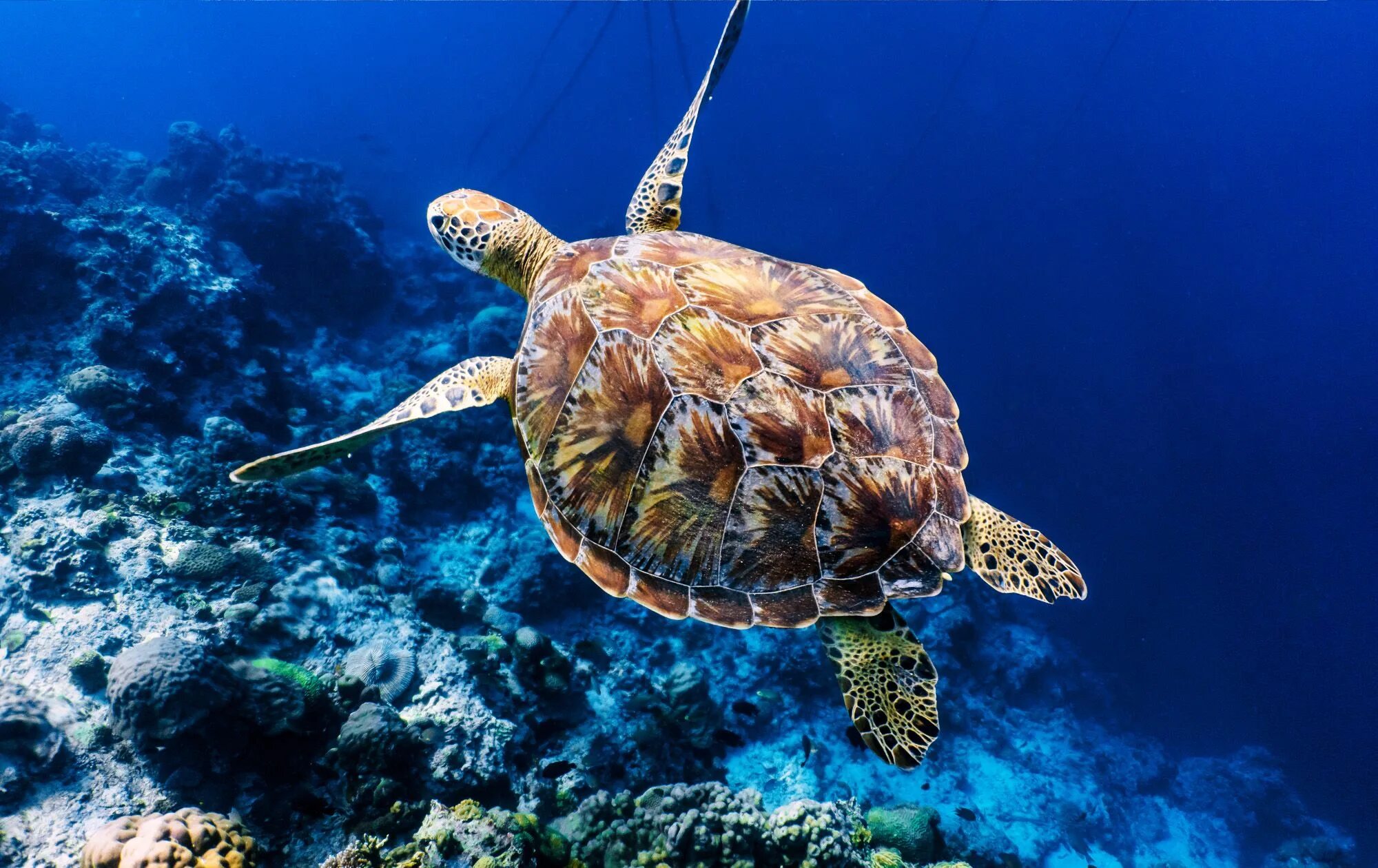 Скорость морской черепахи. Морская черепаха бисса. Зеленая (суповая морская черепаха). Бисса Каретта. Черепаший риф Мальдивы.