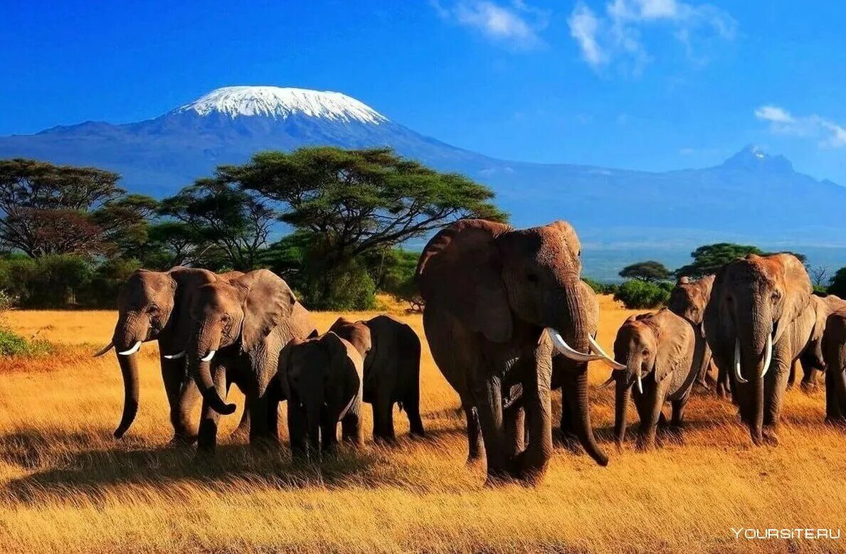 Кения особенности страны. Парк Амбосели Кения. Амбосели Килиманджаро. Амбосели национальный парк Африки. Сафари Килиманджаро.