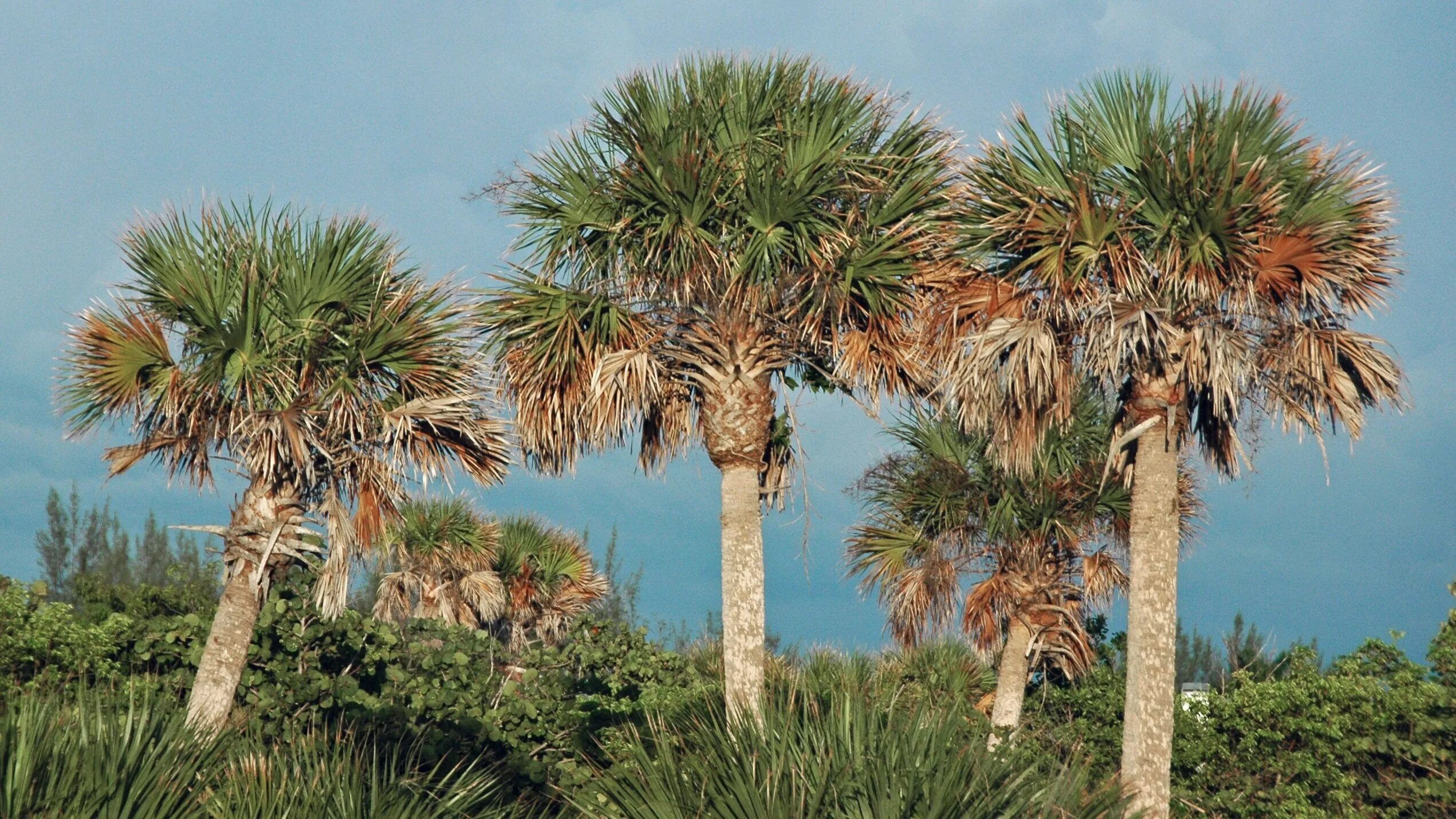 В какой природной зоне растет пальма. Сабаль Пальметто. Пальма сабаль. Sabal Palmetto Sabal Palm. Финиковая Пальма на Канарах.