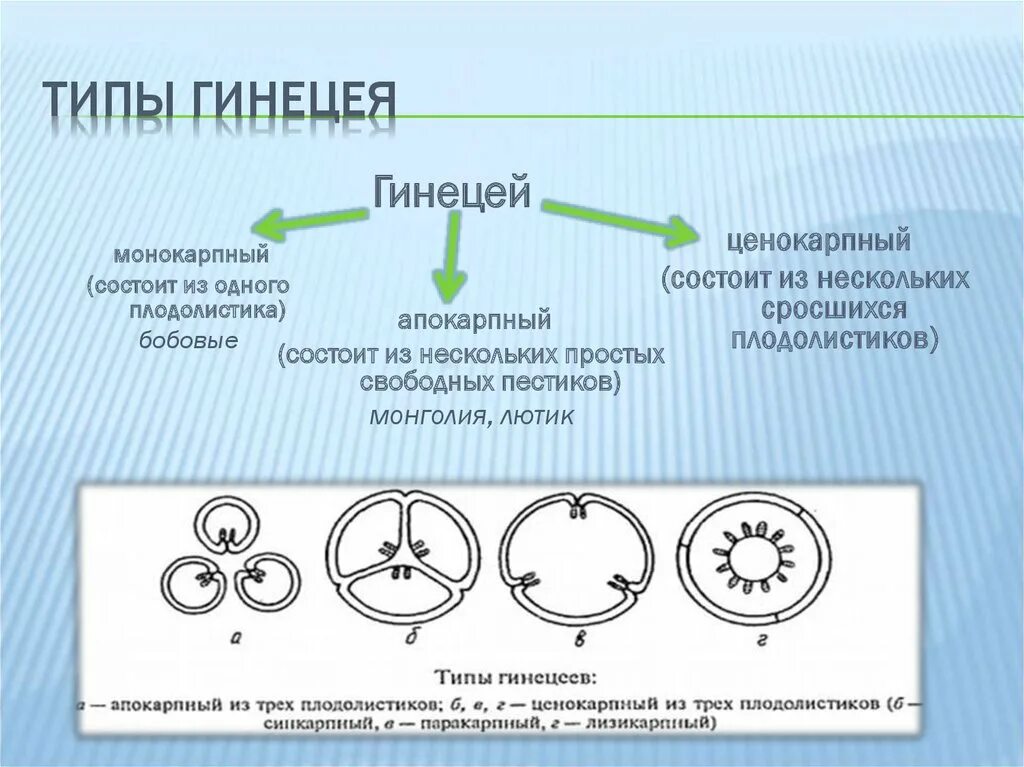 Строение апокарпного гинецея. Гинецей типы гинецея. Схема эволюции основных типов гинецея. Синкарпный Тип гинецея.